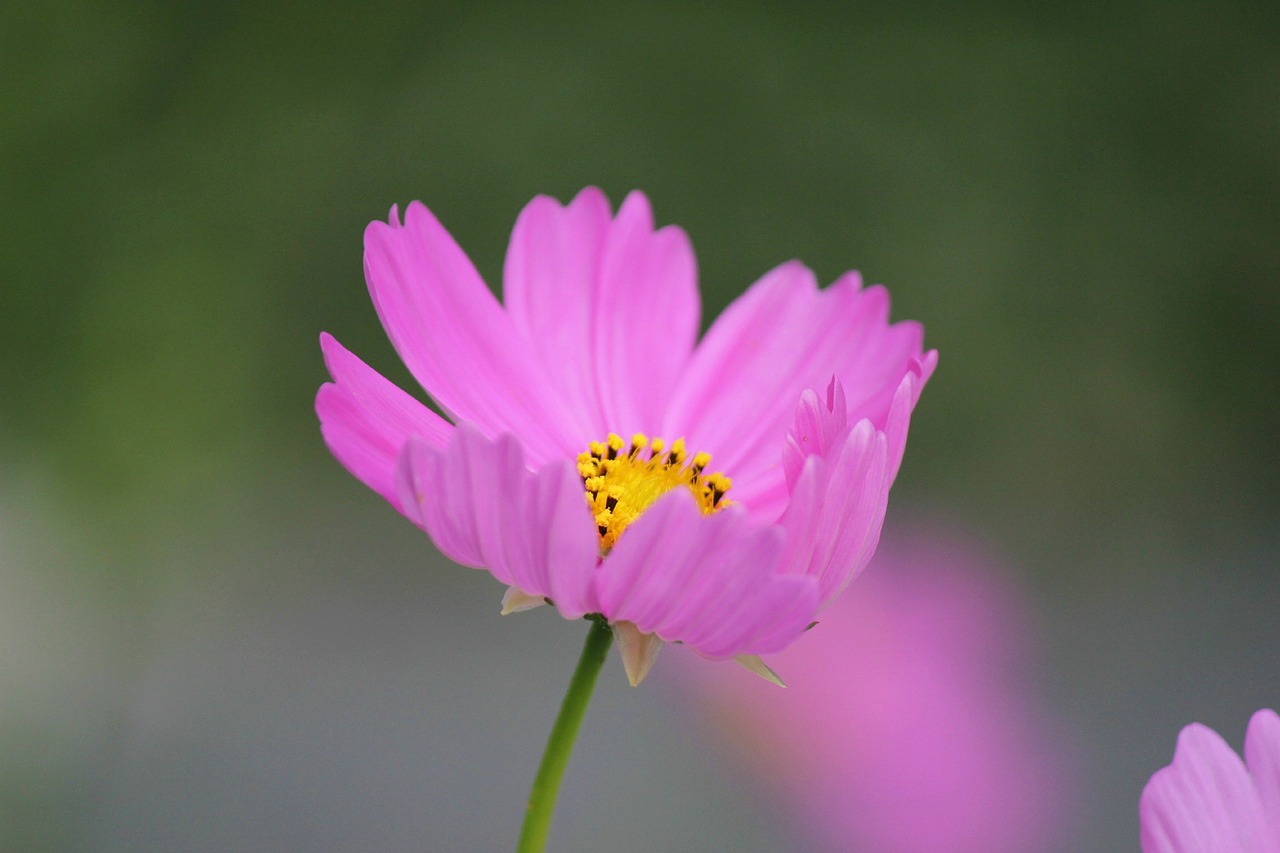 Image - cosmos flower cosmos flower bloom