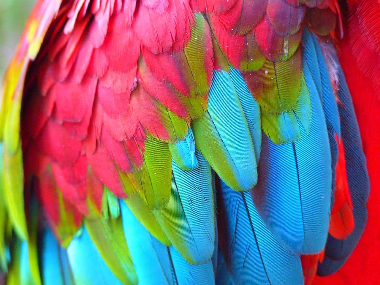Image - plumage red ara ara erythrocephala