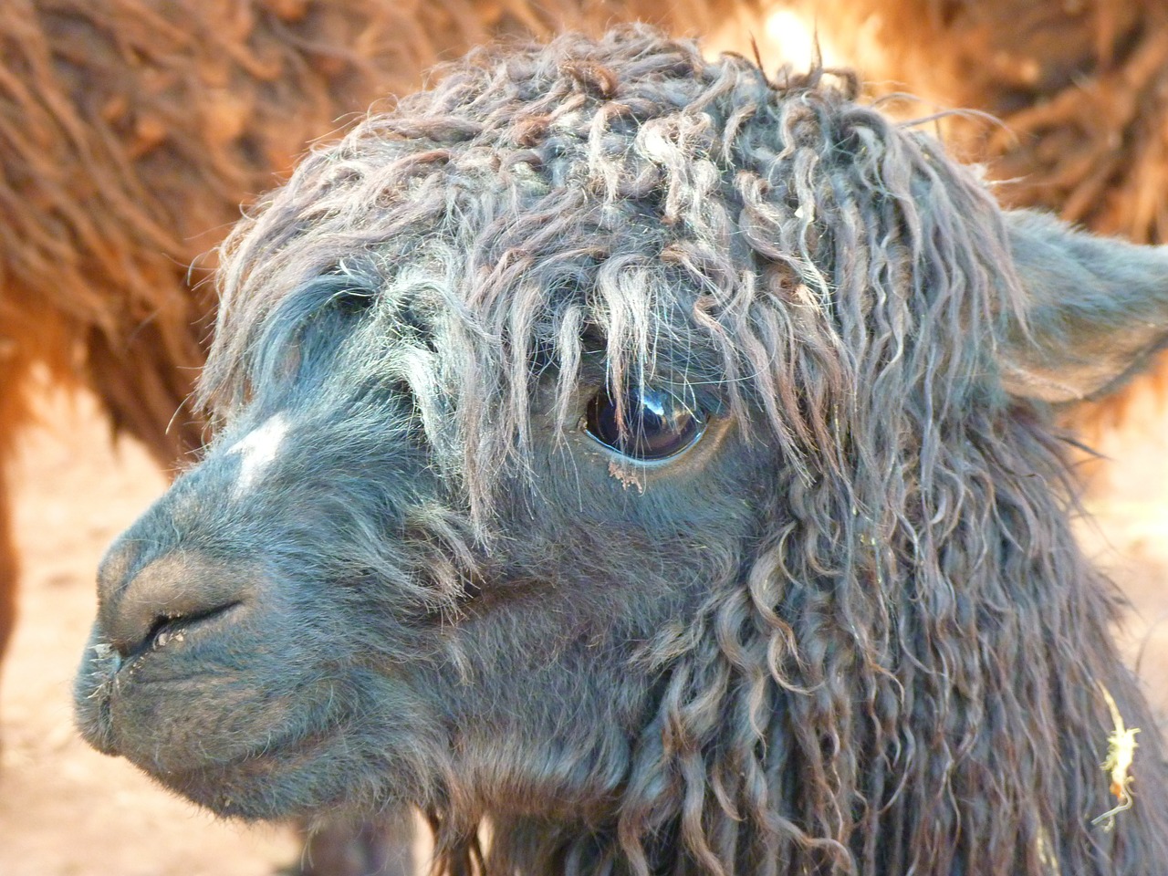 Image - alpaca lama animal furry fluffy