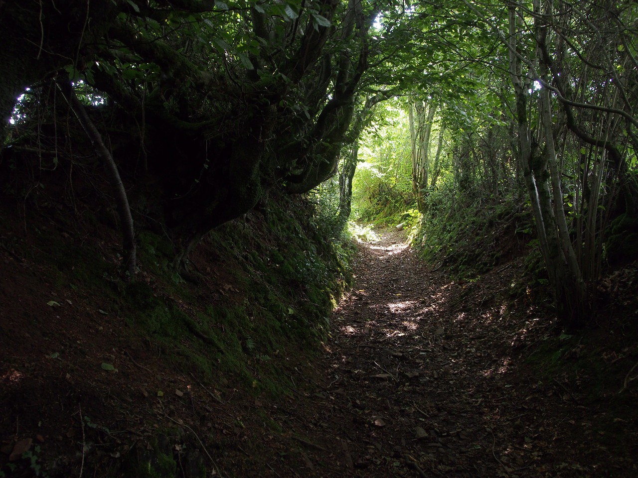 Image - path shade shadow gloom forest