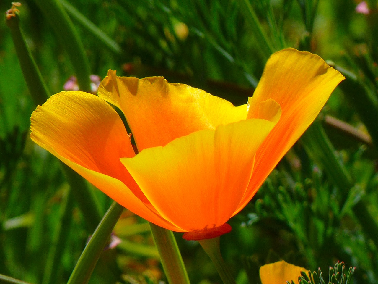 Image - iceland poppy papaver nudicaule