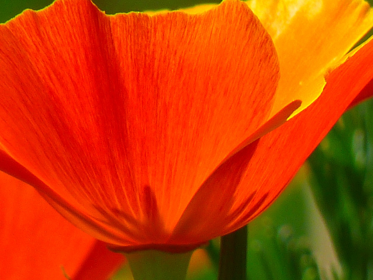 Image - iceland poppy papaver nudicaule