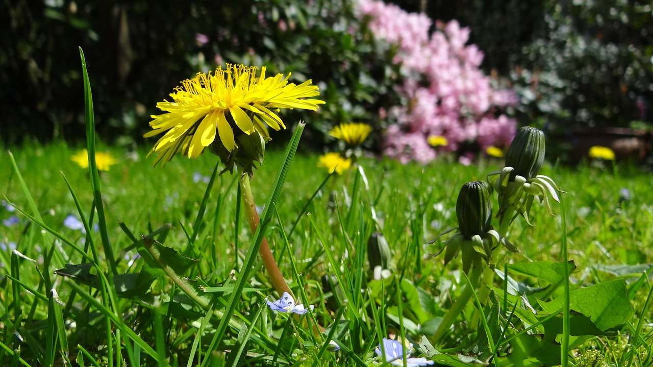 Image - meadow dandelion garden plant