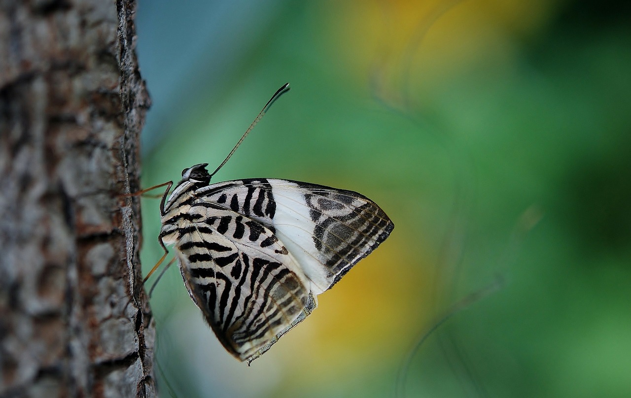 Image - butterfly insect wing wildlife bug