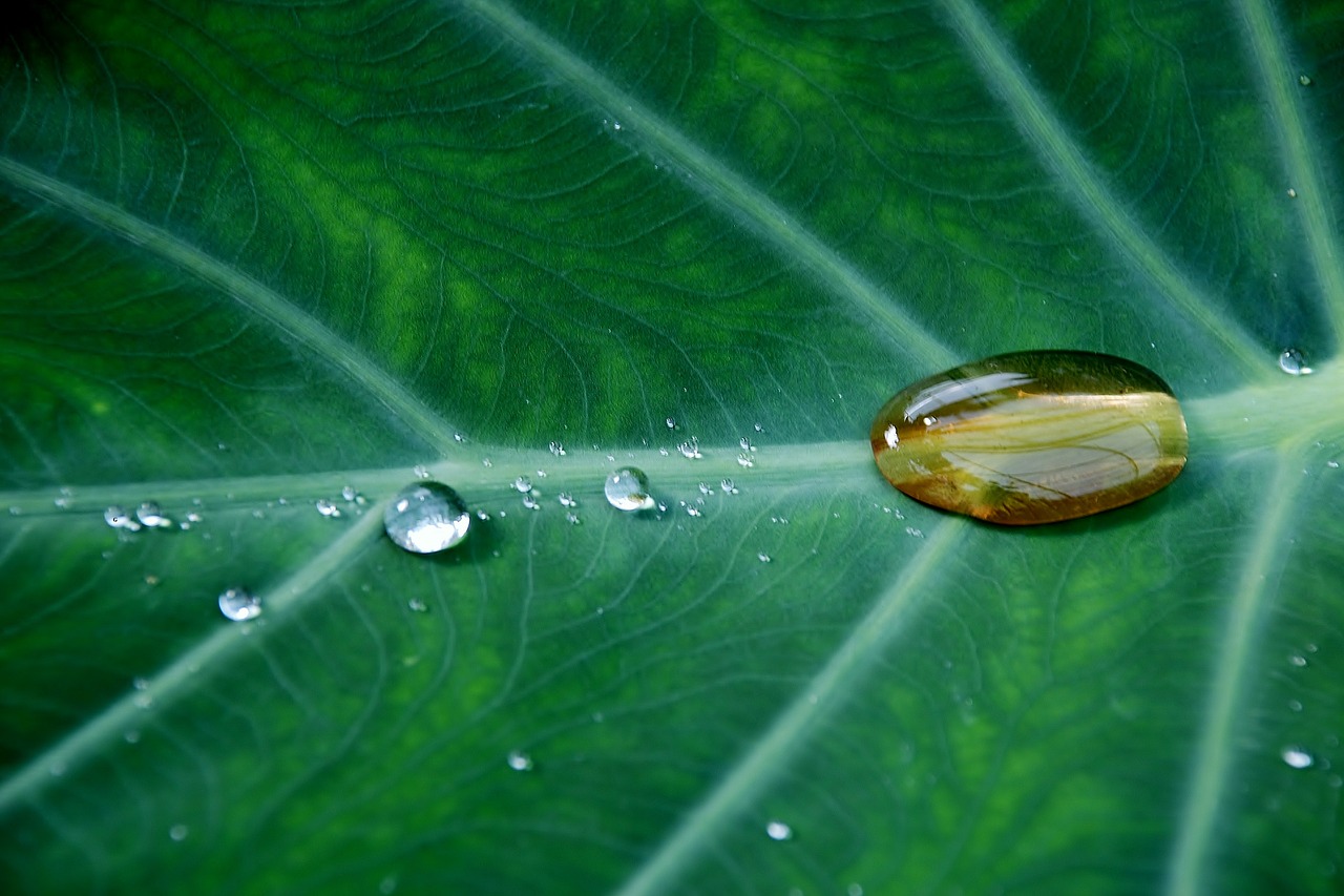 Image - drops plant leaves water plant