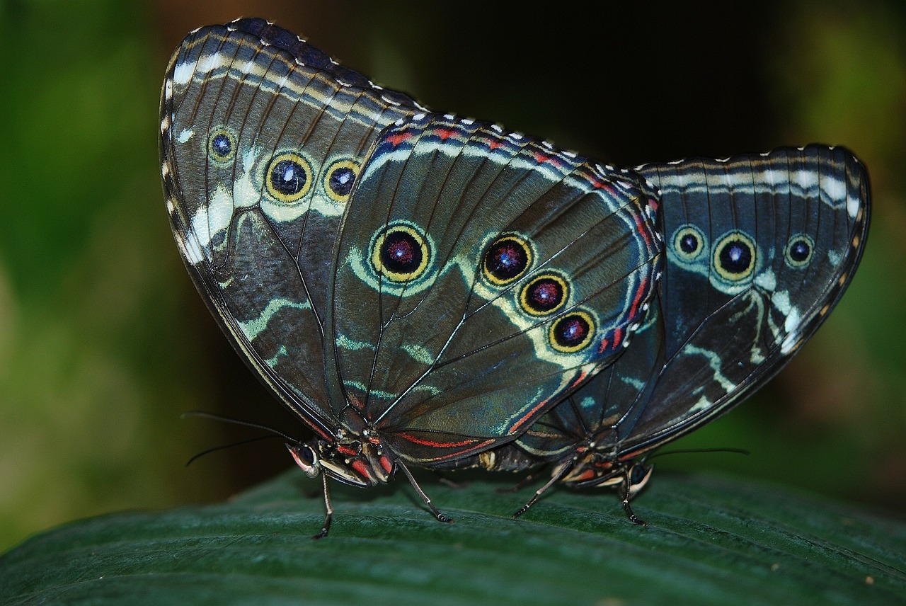 Image - morpho peleides butterfly