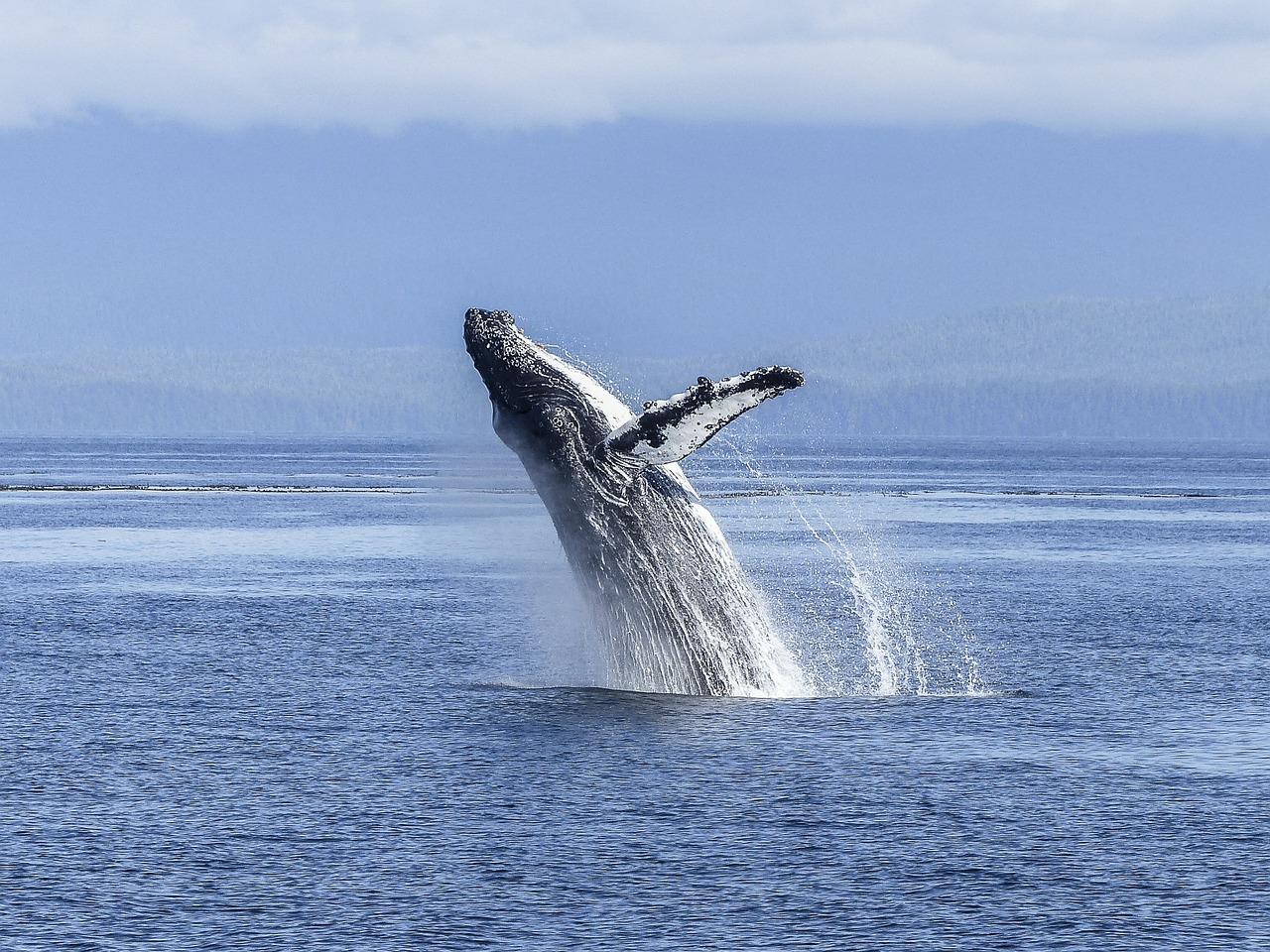 Image - humpback whale natural spectacle