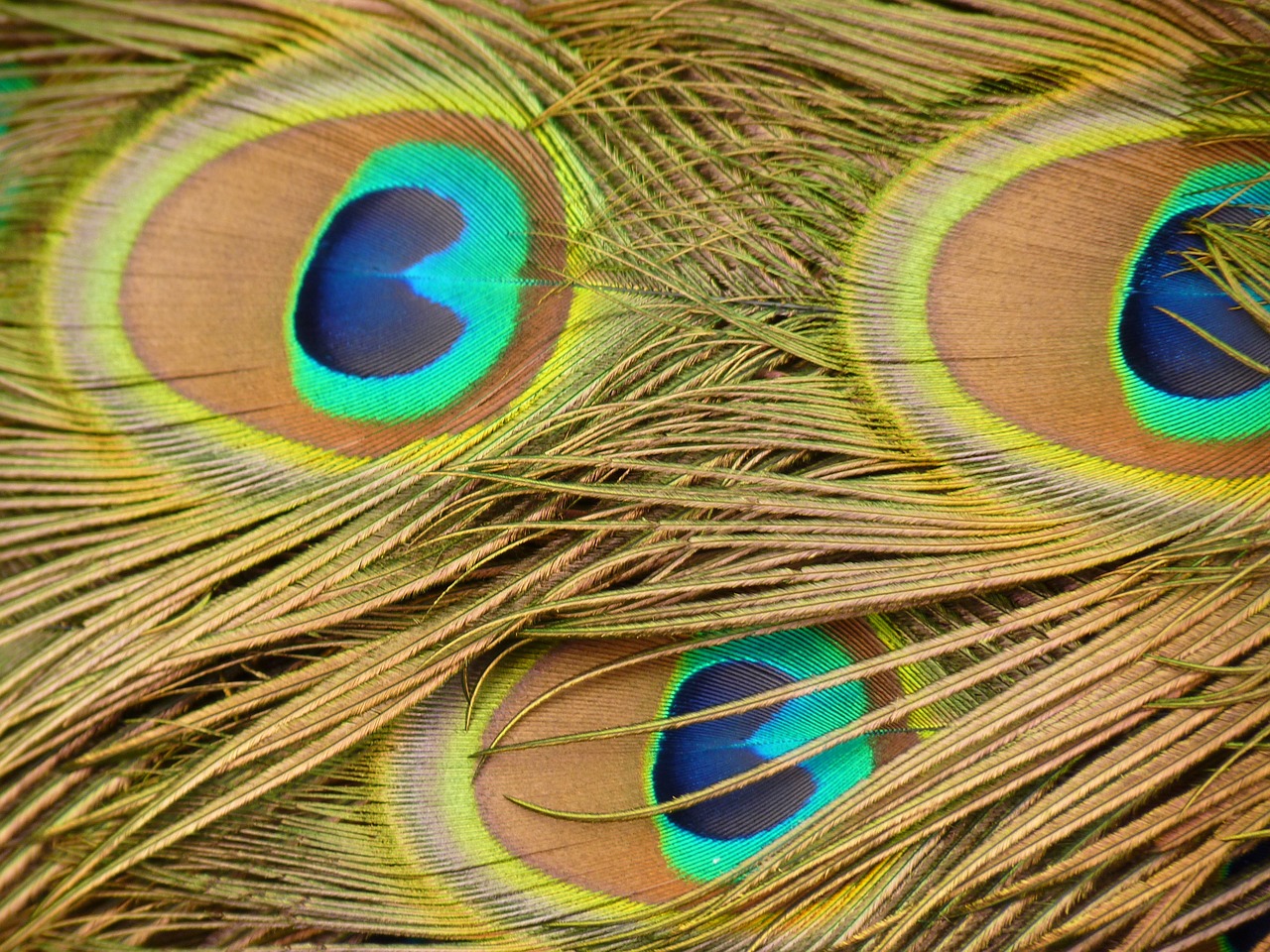 Image - peacock feather bird animal