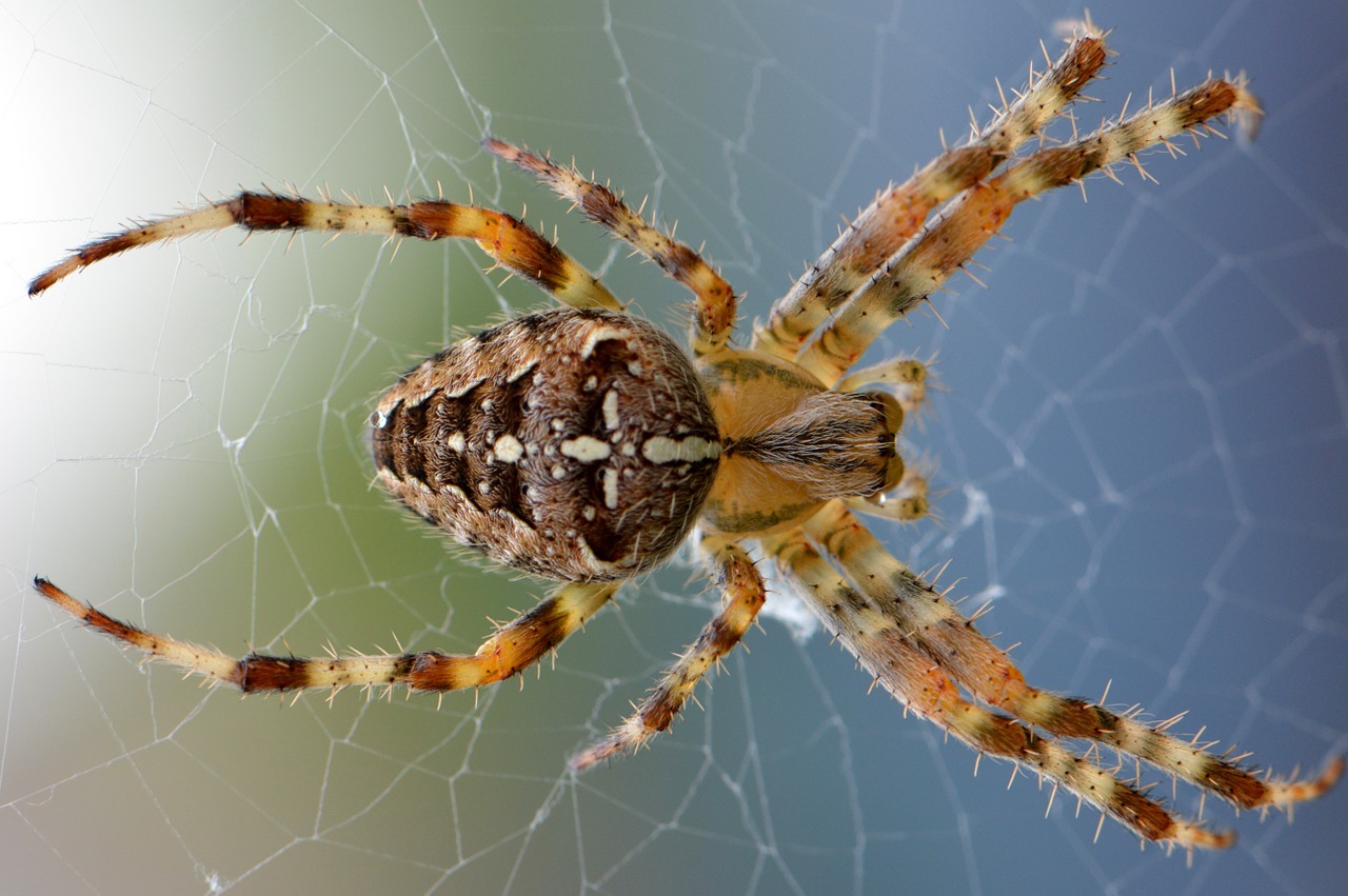 Image - spin web nature bug animal macro