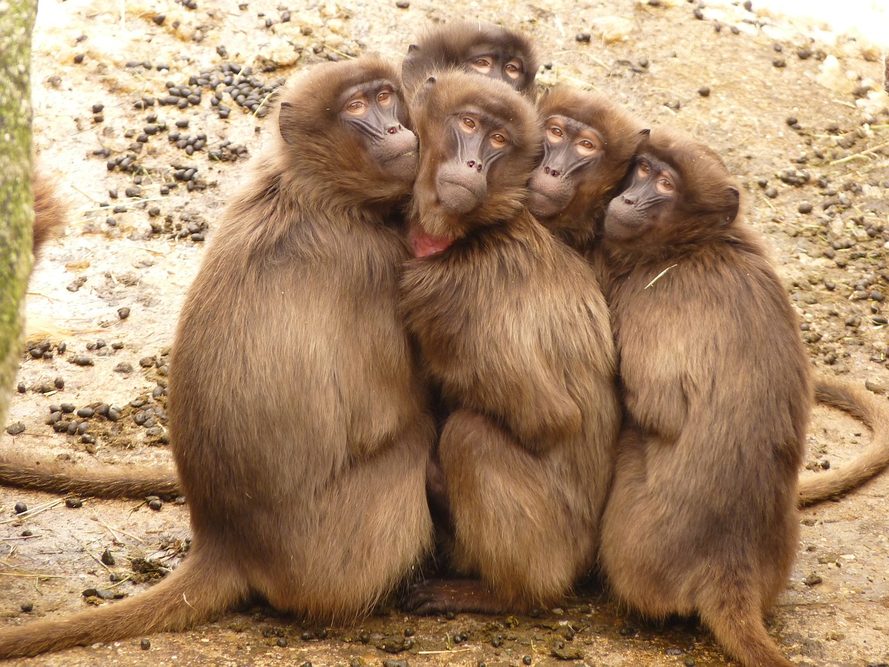 Image - baboons monkey mammal freeze