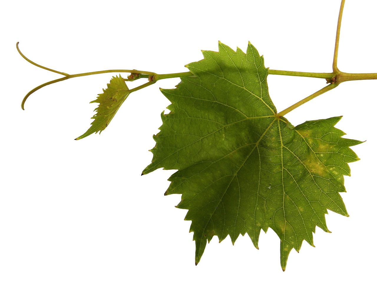 Image - grapevine vine ranke wine