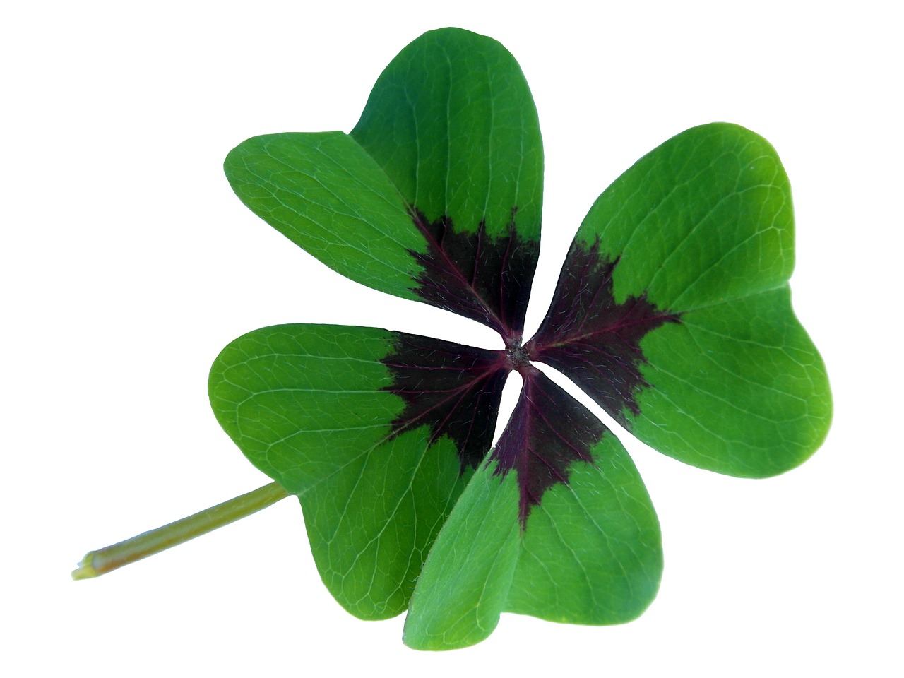 Image - lucky clover klee luck