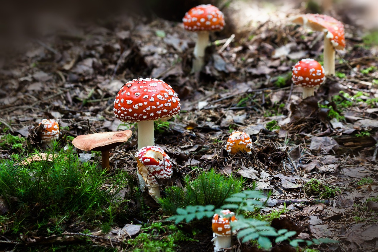 Image - matryoshka amanita muscaria mushroom