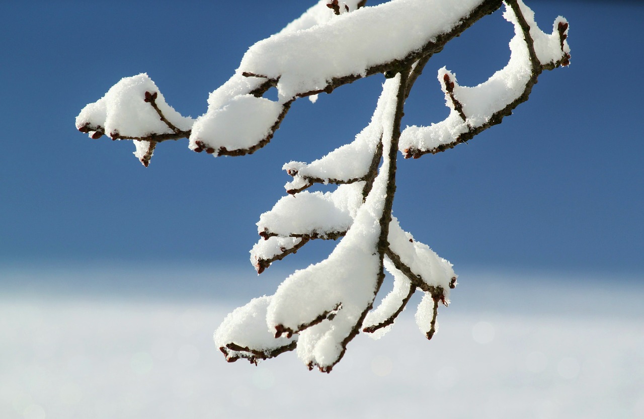 Image - branch winter snow winter magic