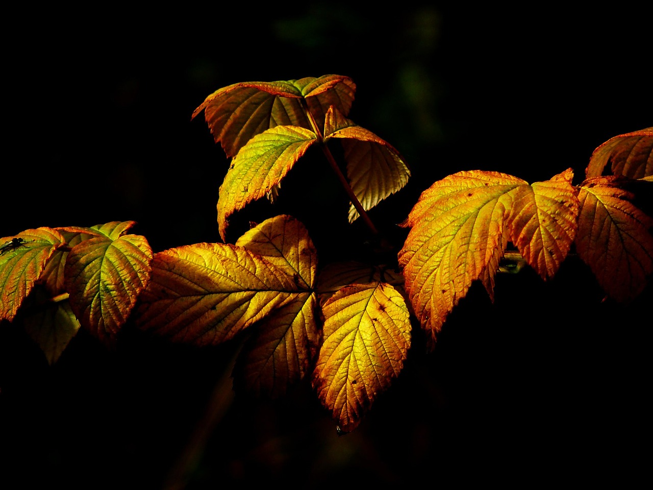 Image - autumn fall foliage leaves