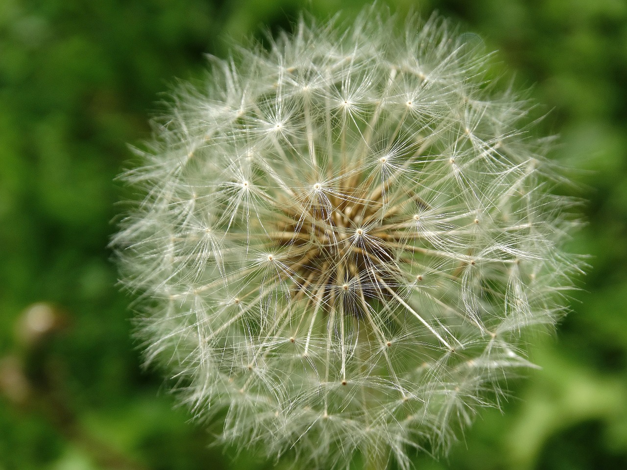 Image - dandelion flowers blossom bloom