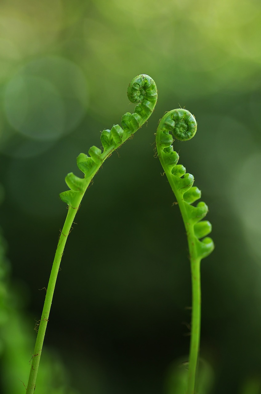 Image - fern plant green flamenco