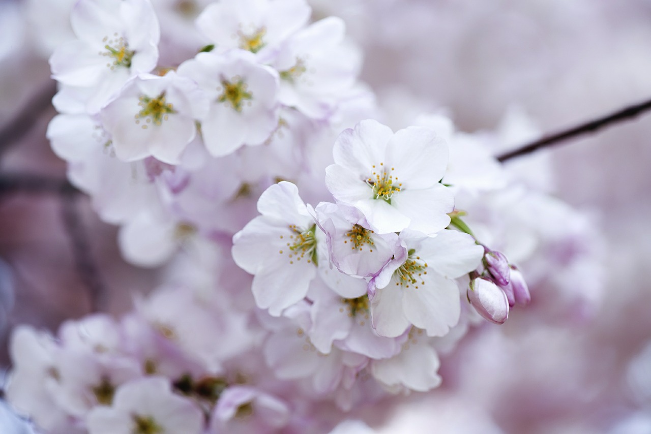 Image - cherry blossom flower blossom