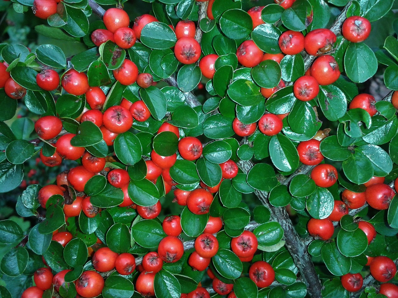Image - cotoneaster berries red bush