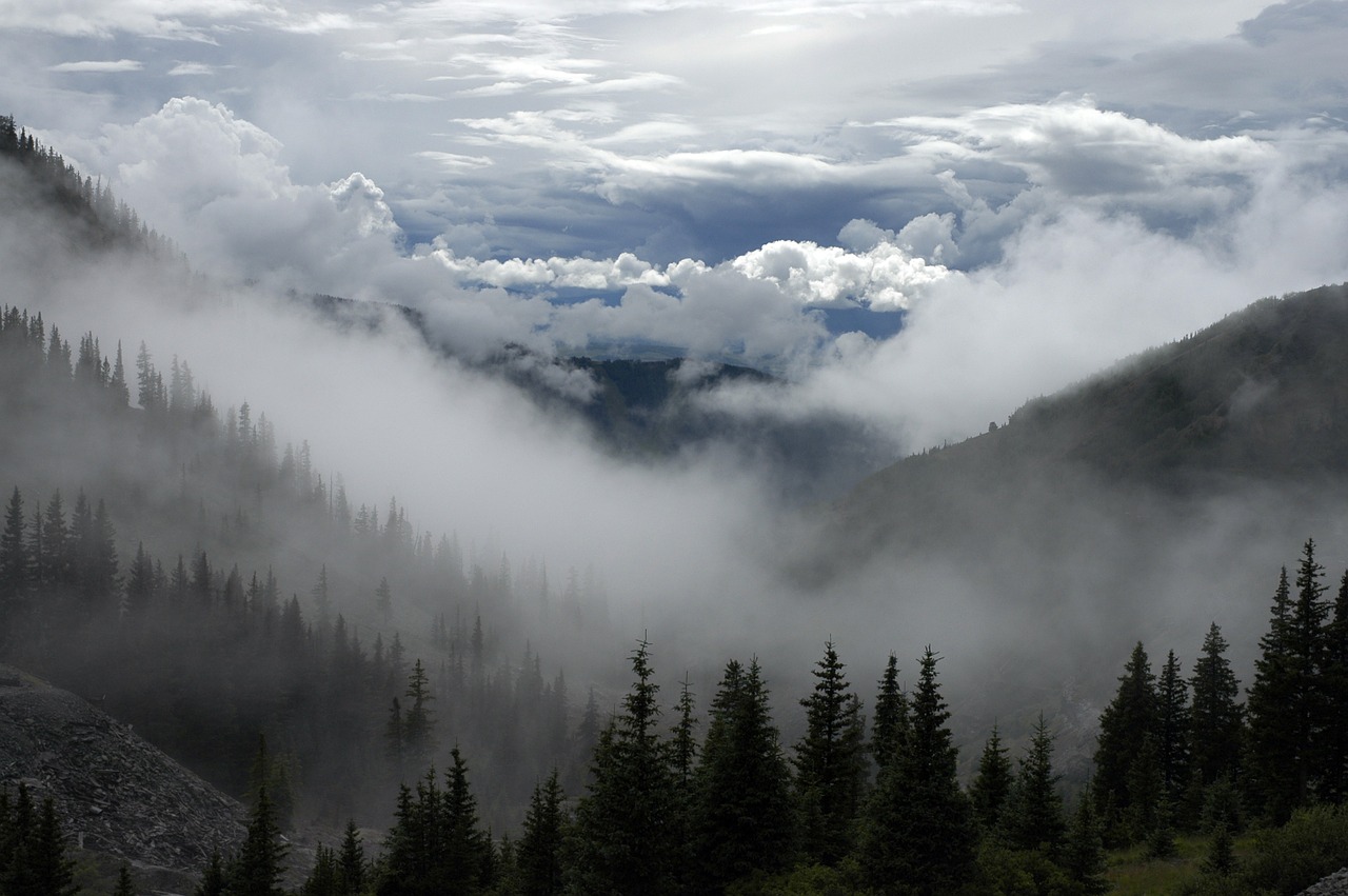 Image - forest fog mist morning conifers