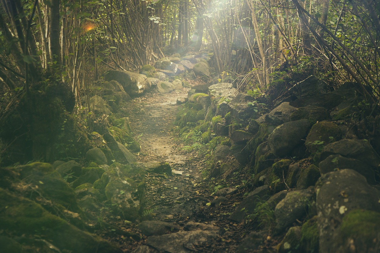 Image - forest path mystical rocks