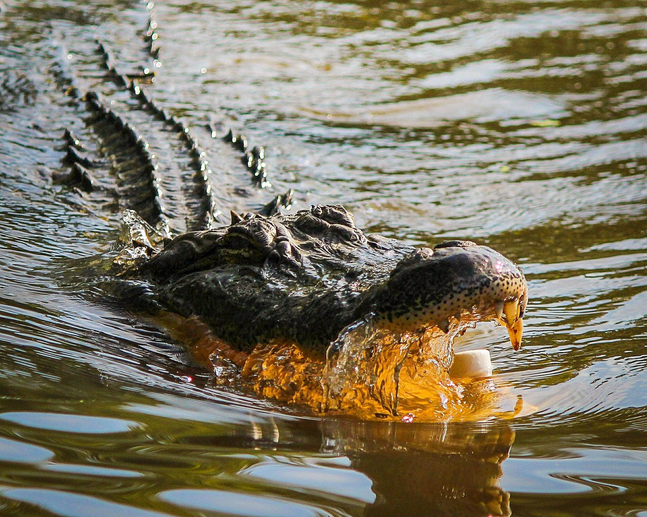 Image - alligator american alligator gator