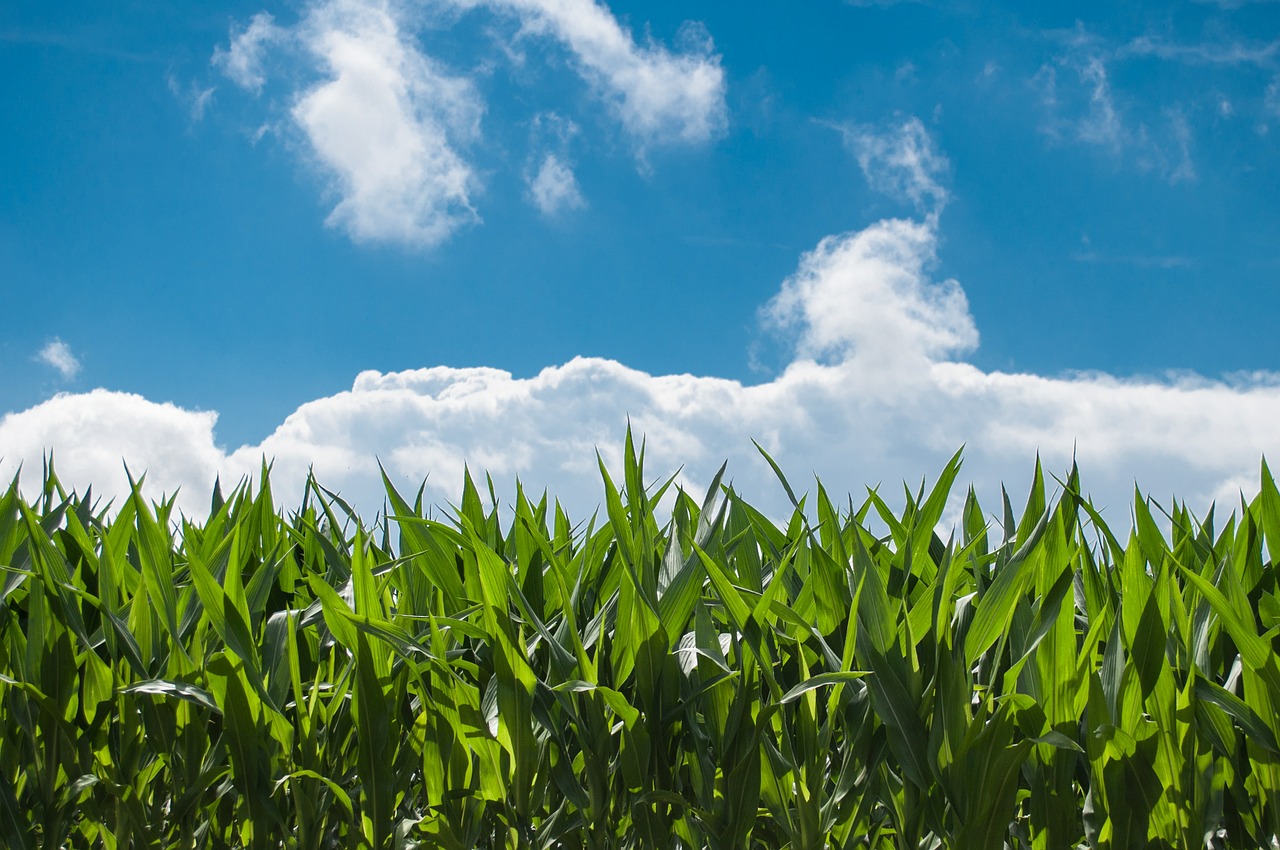 Image - corn field blue sky countryside