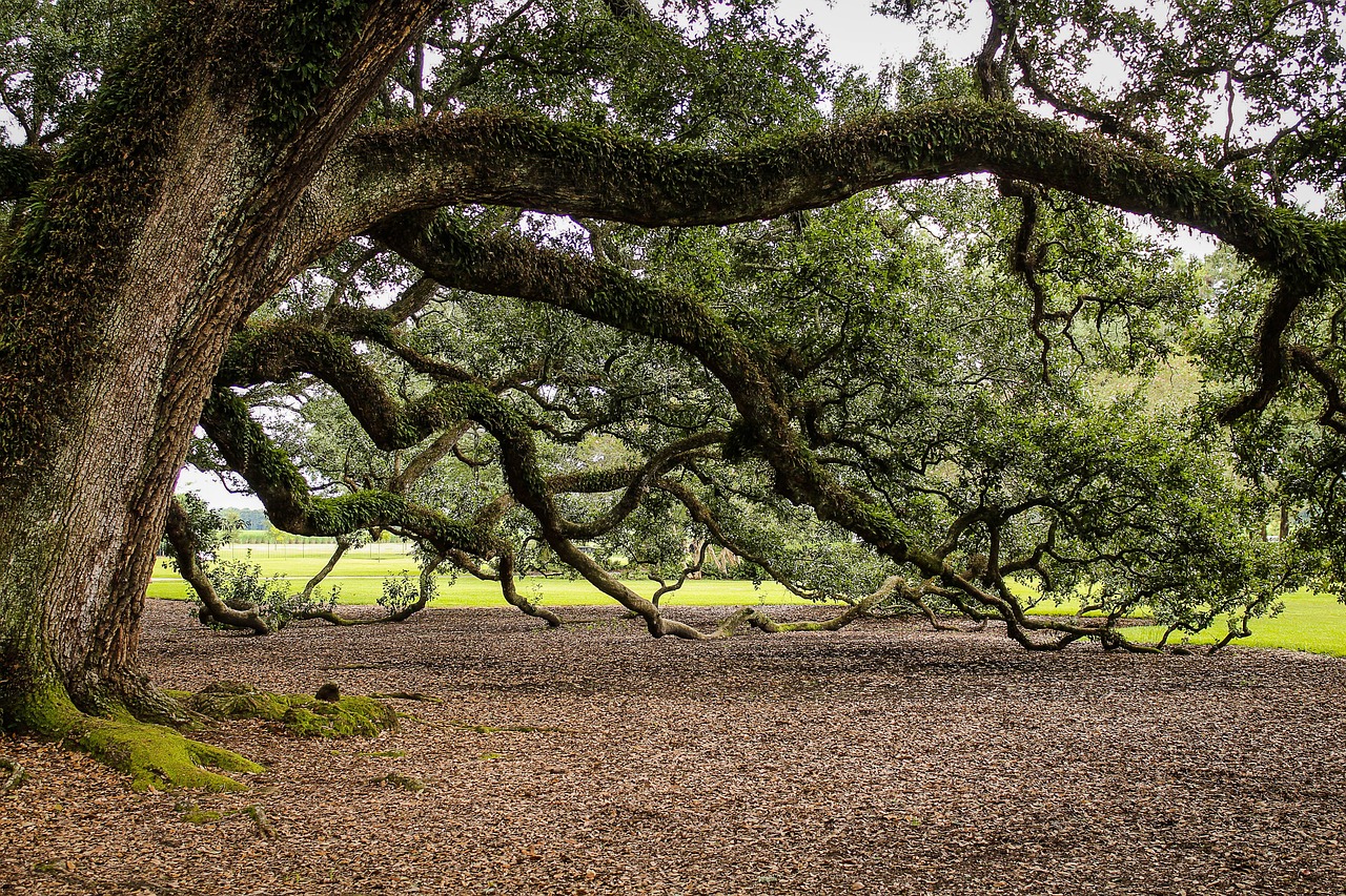 Image - virginia live oak southern live oak