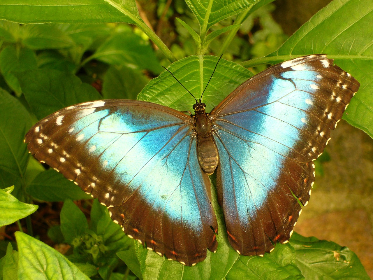 Image - butterfly insect butterfly house