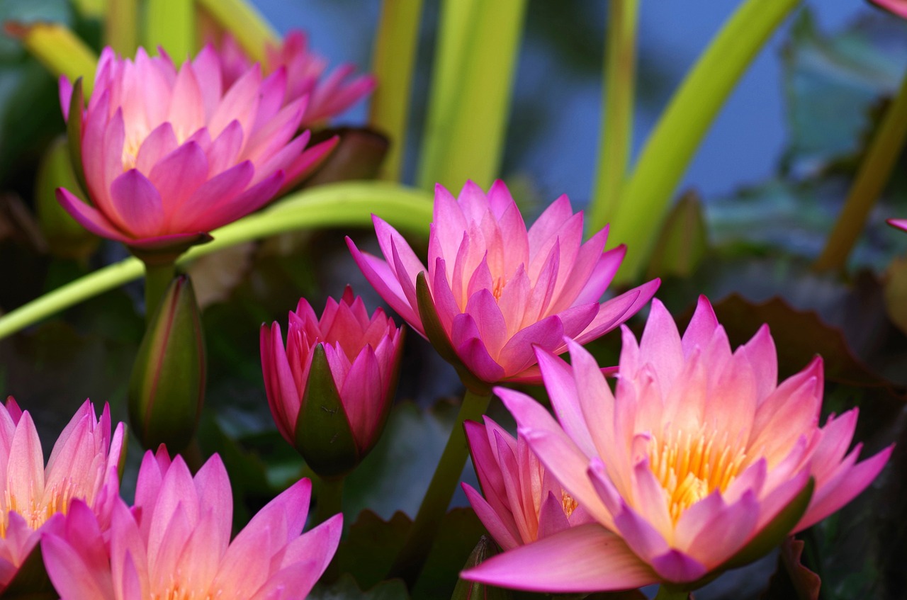 Image - water lilies purple aquatic plant