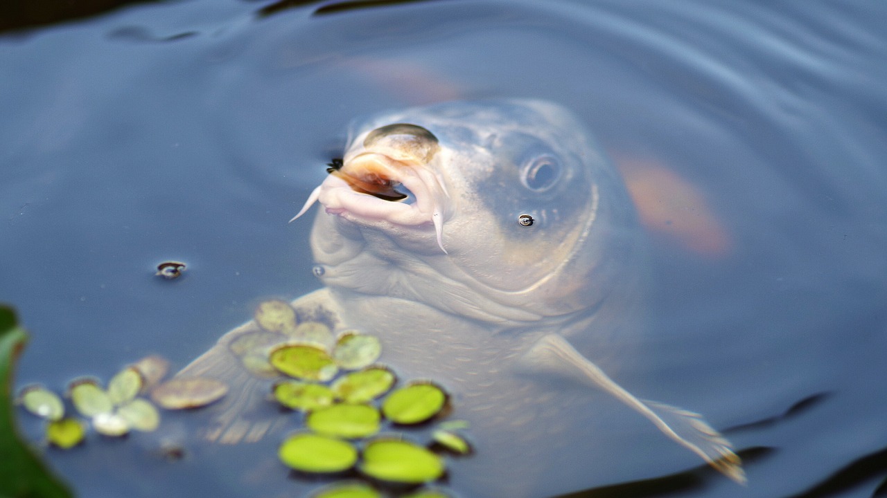 Image - carp koi fish water pond