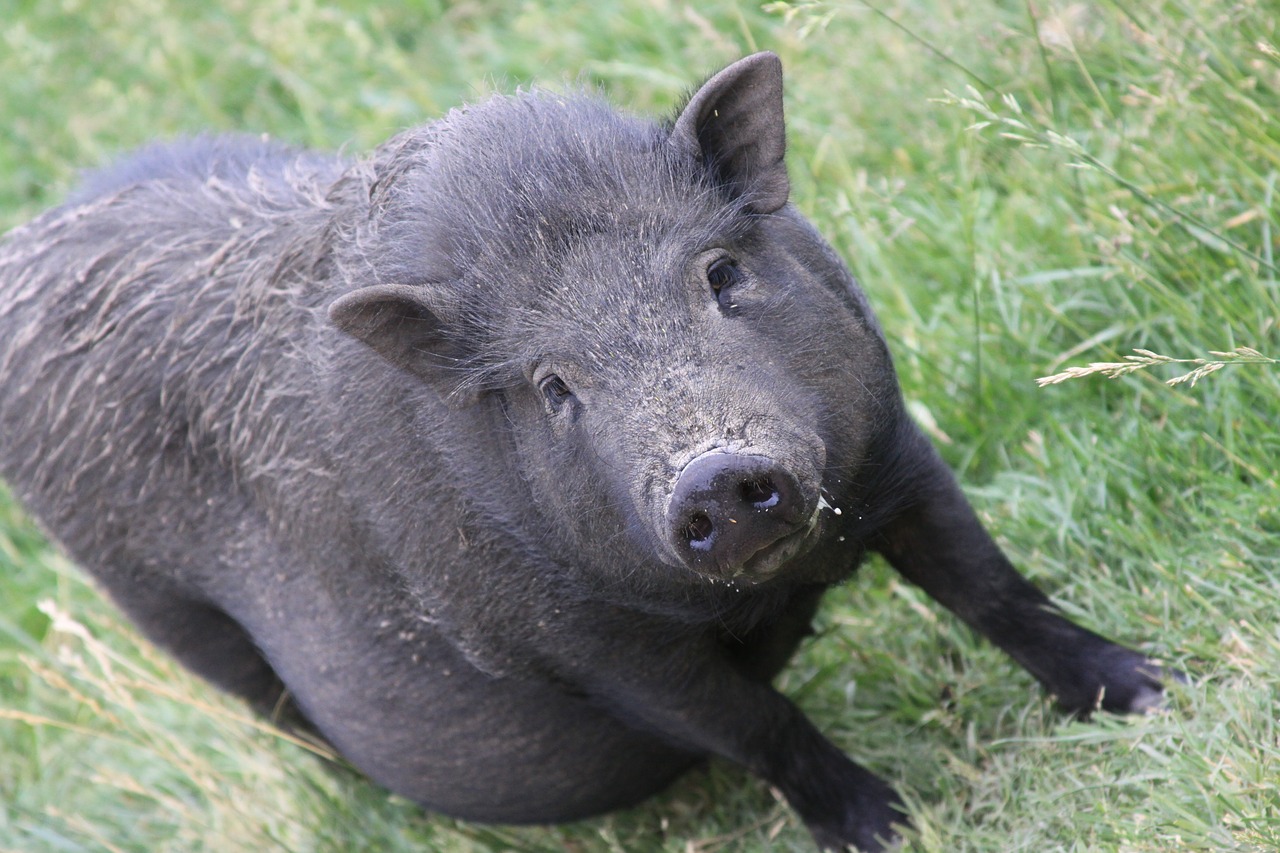 Image - hog pig swine piglet sow