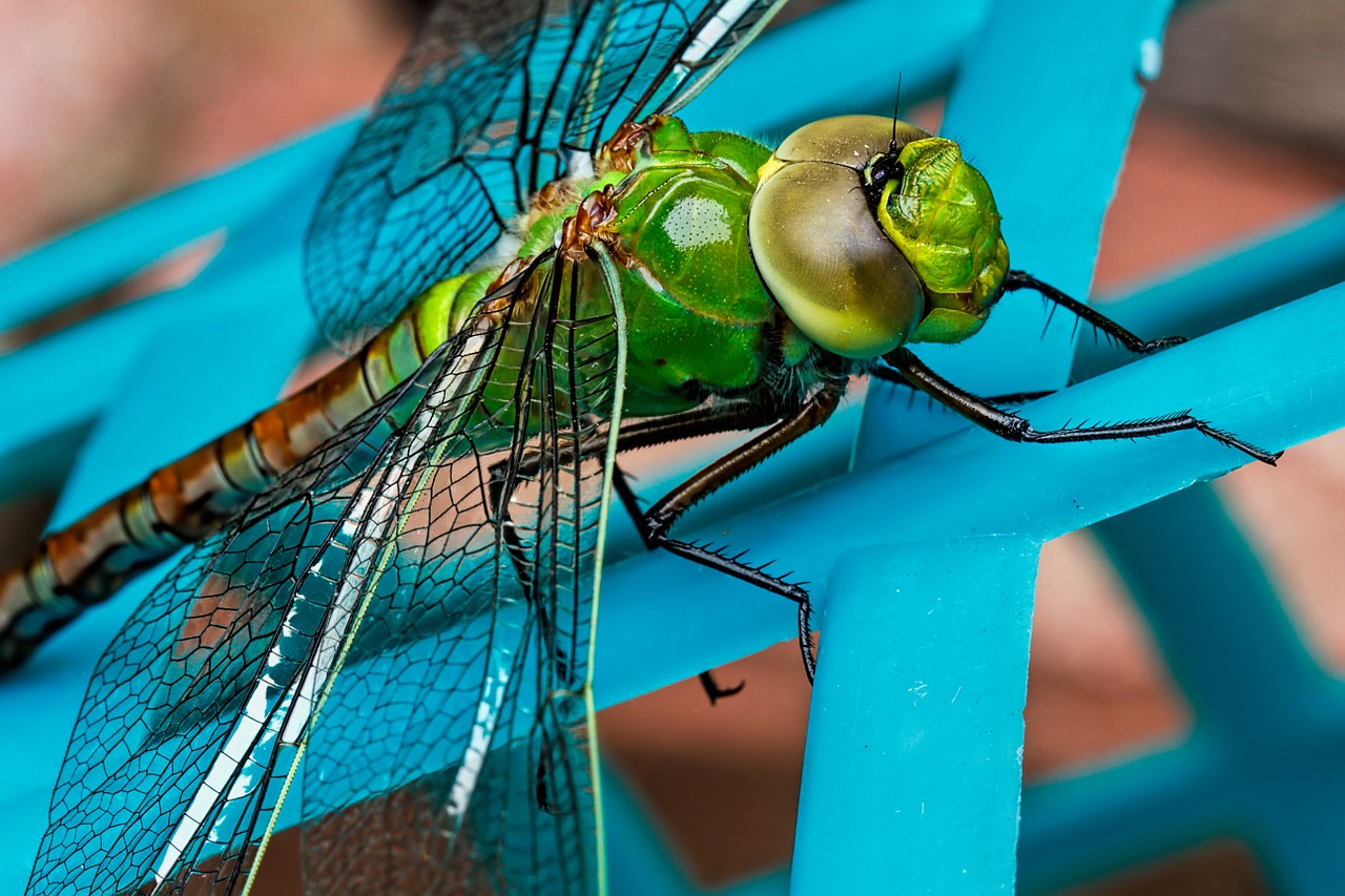 Image - dragonfly insect green closeup