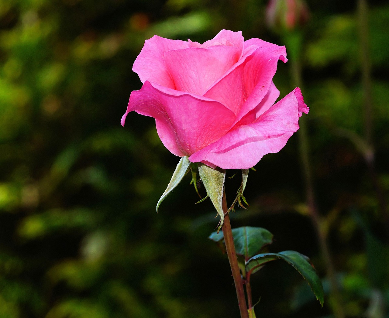 Image - rose blossom bloom pink rose bloom