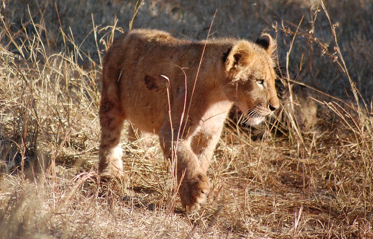 Image - lion lion cub animal baby young