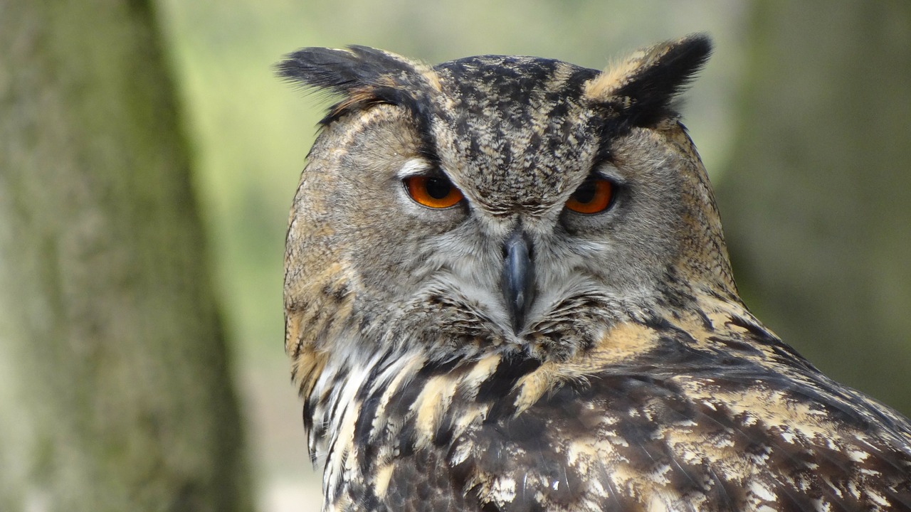 Image - owl eagle owl forest night bird