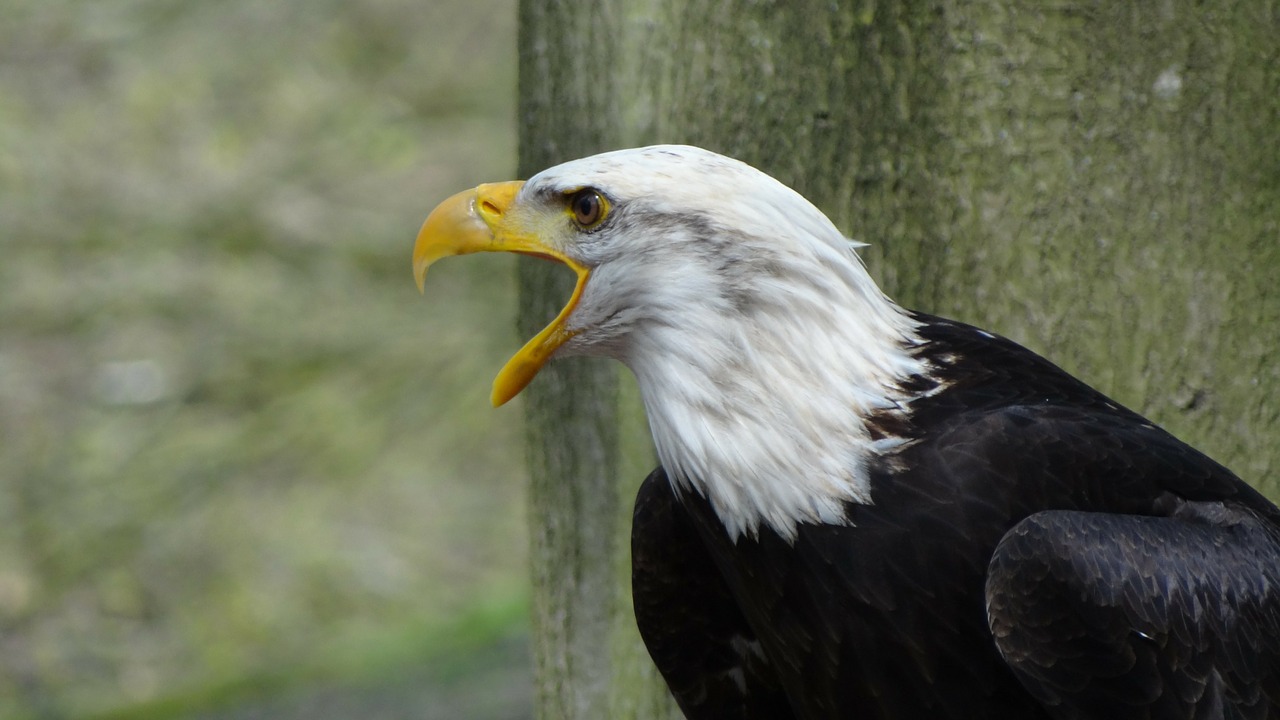 Image - bald eagles usa raptor forest