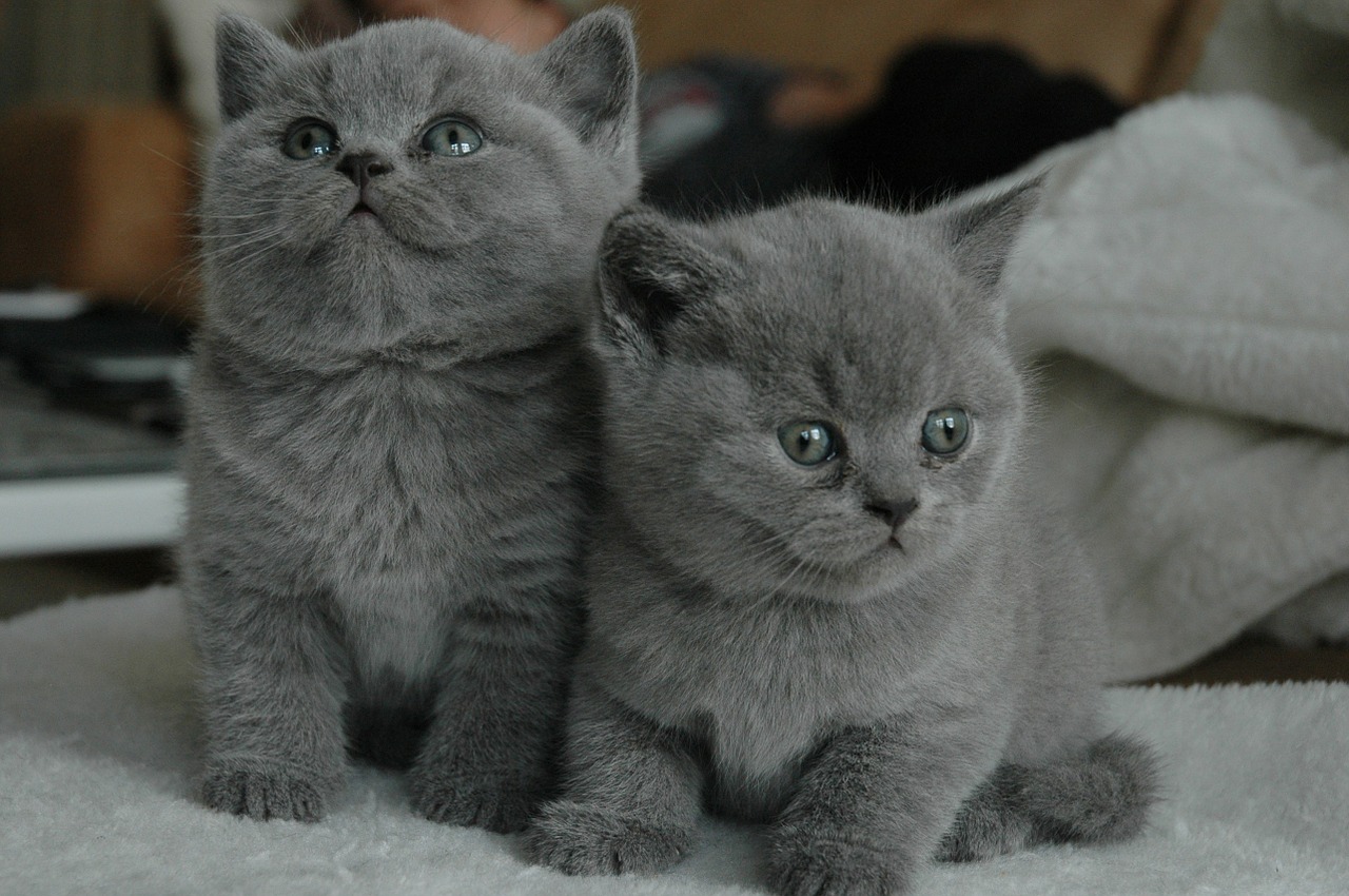 Image - young cat cat cats pet grey cute