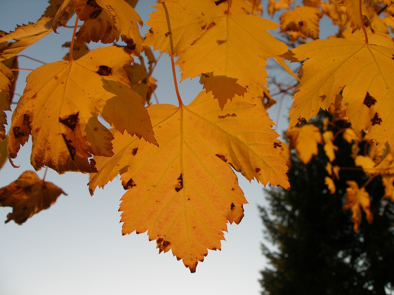 Image - maple autumn fall leaves plant