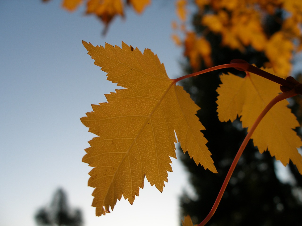 Image - maple autumn fall leaves plant