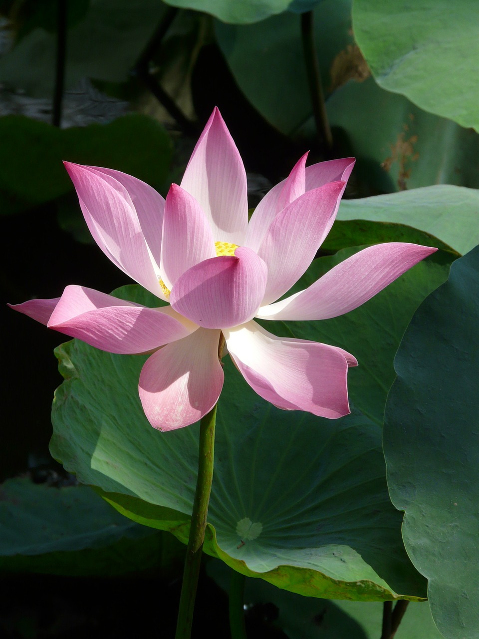 Image - lotus lotus blossom blossom bloom