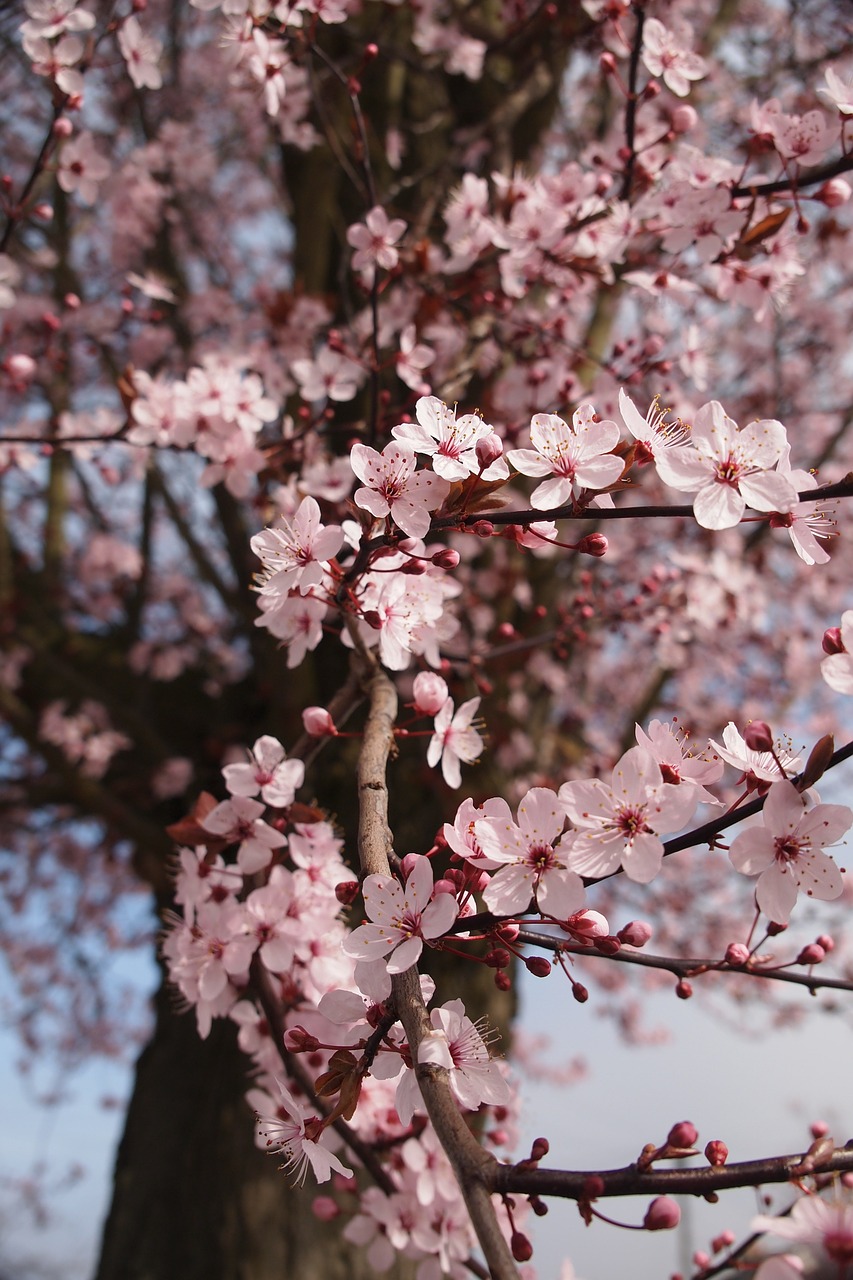 Image - cherry blossom spring flowers tree