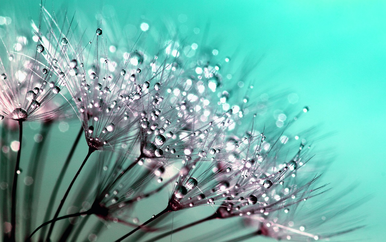 Image - dandelion seeds flower nature