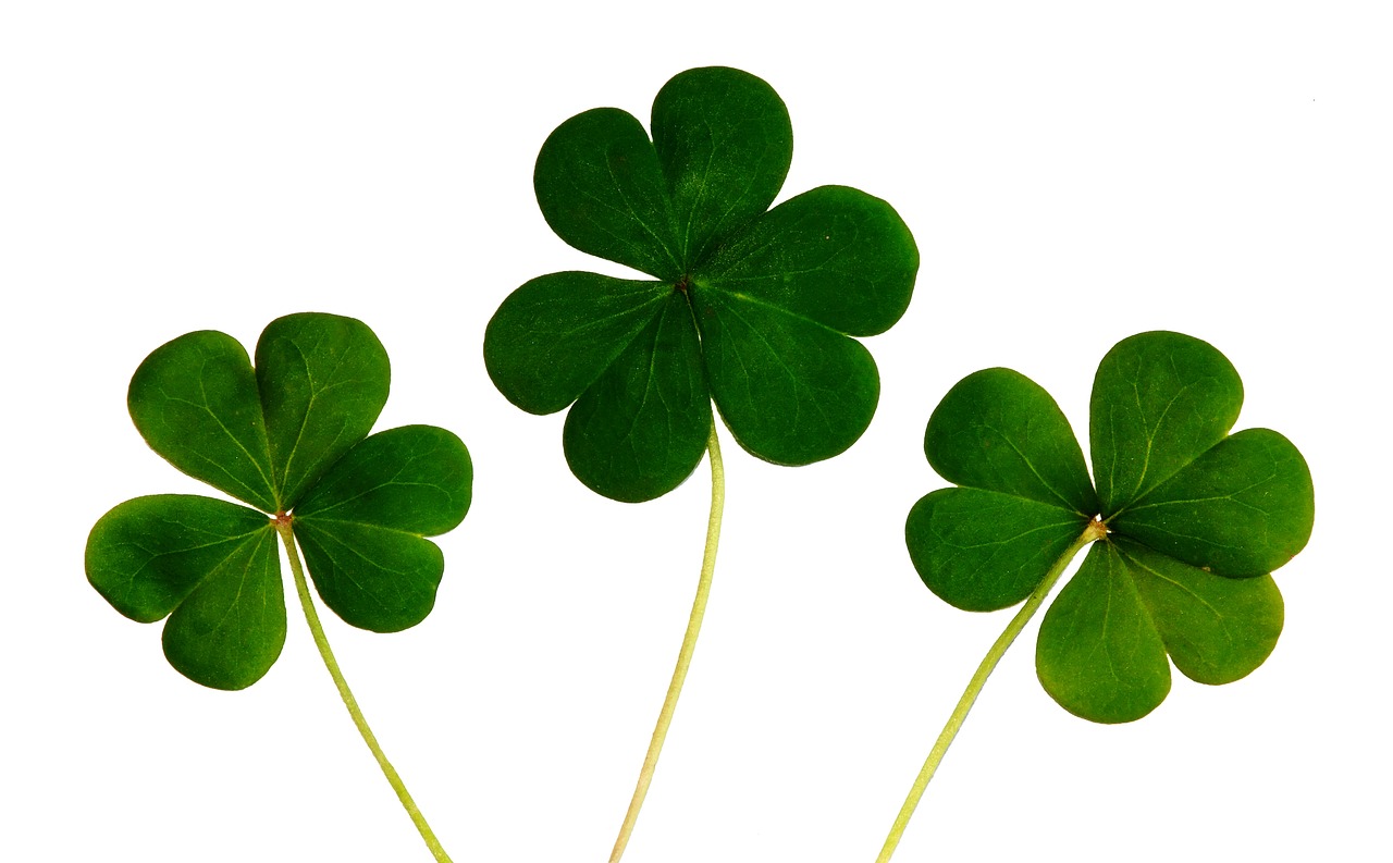 Image - clover shamrocks irish day luck