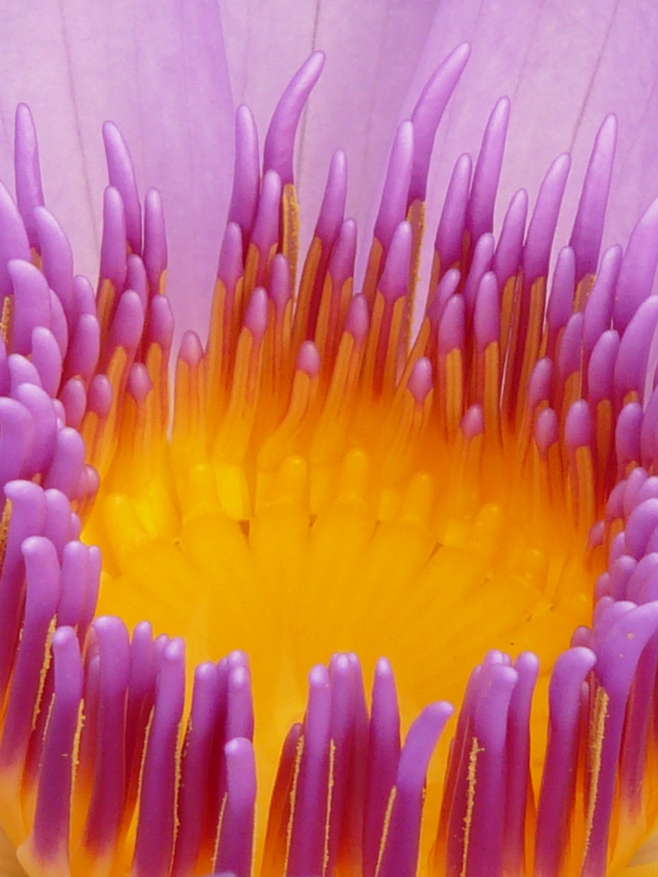 Image - water lily blossom bloom purple