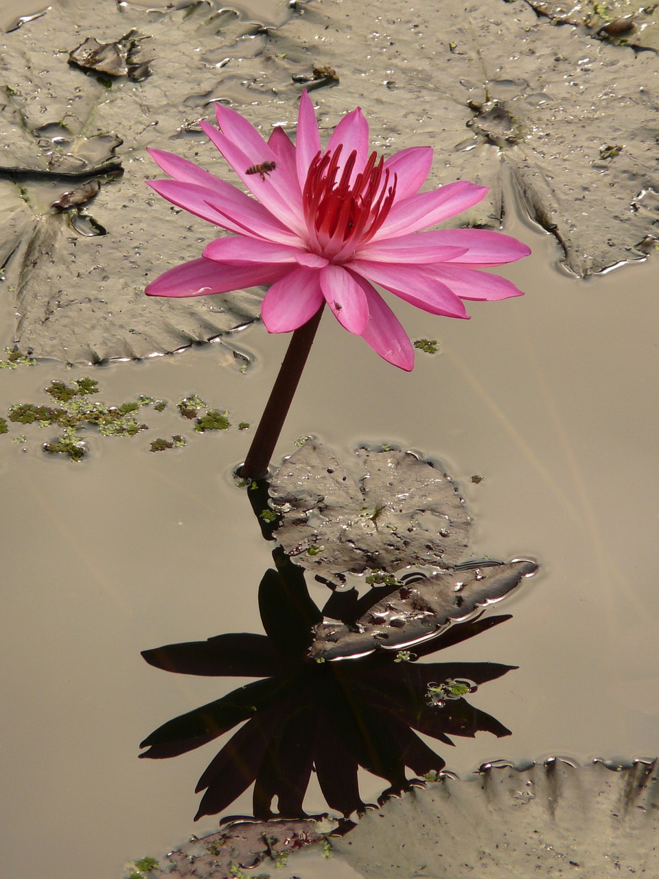 Image - water lily blossom bloom pink