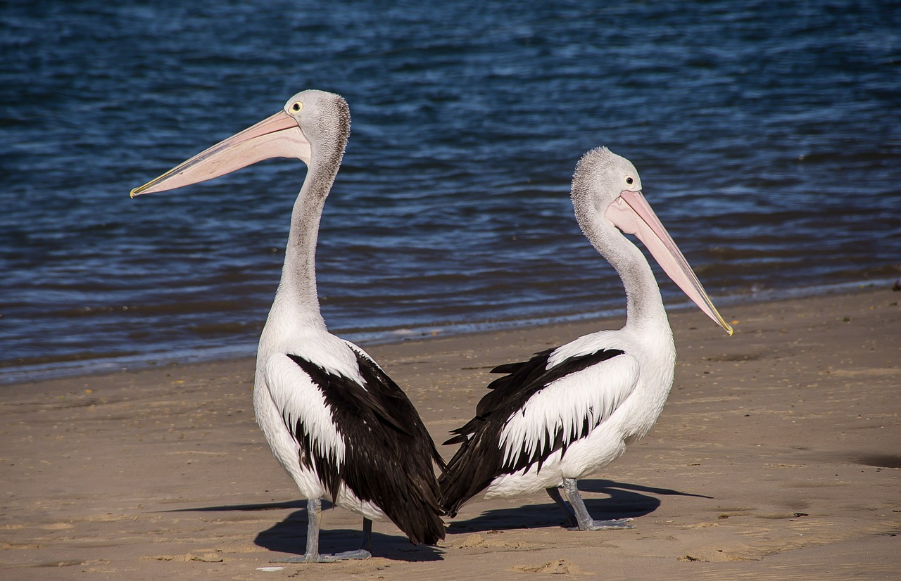 Image - pelicans sea beach bird black