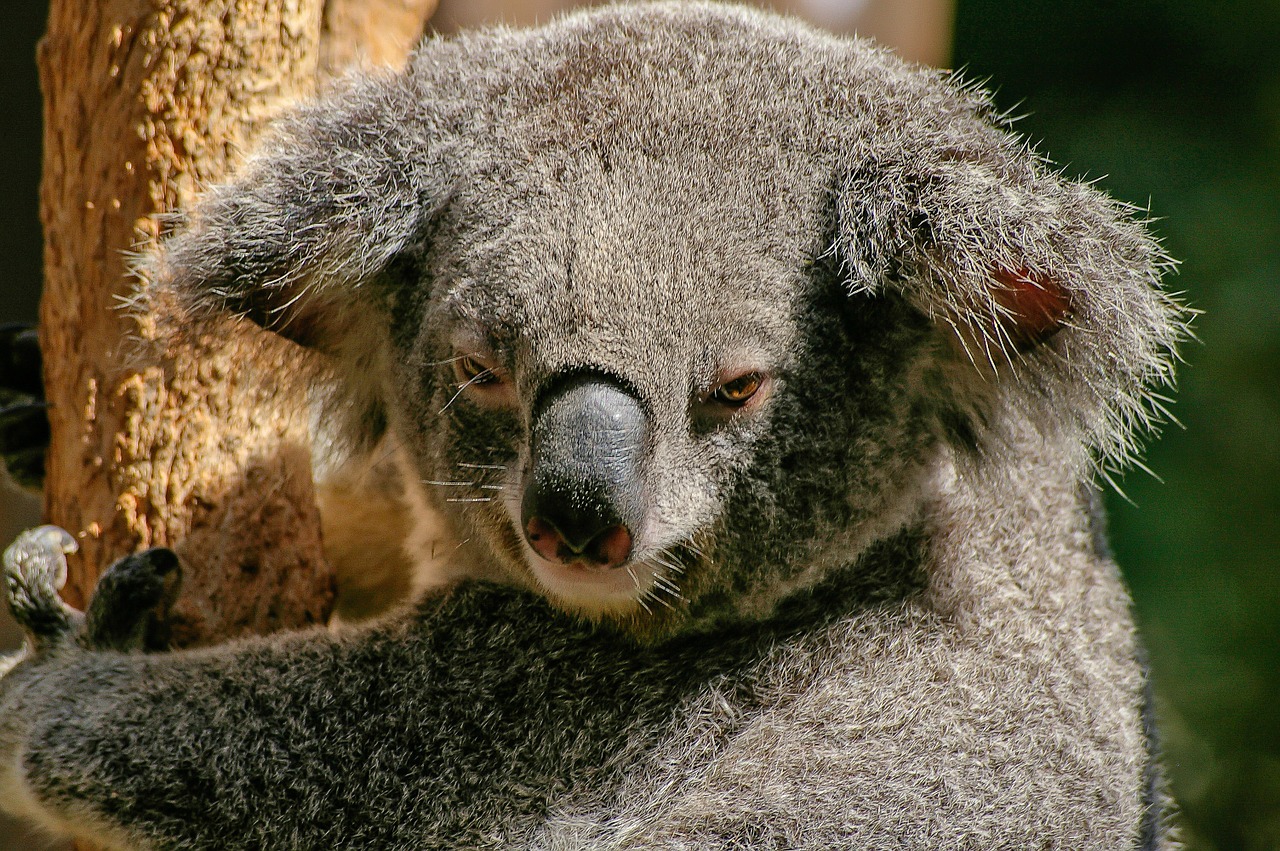 Image - koala bear marsupial grey furry