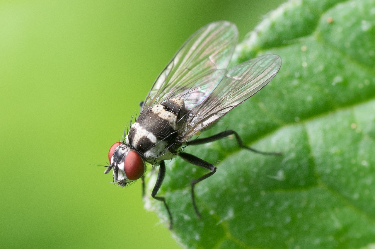 Image - common fly macro insect nature