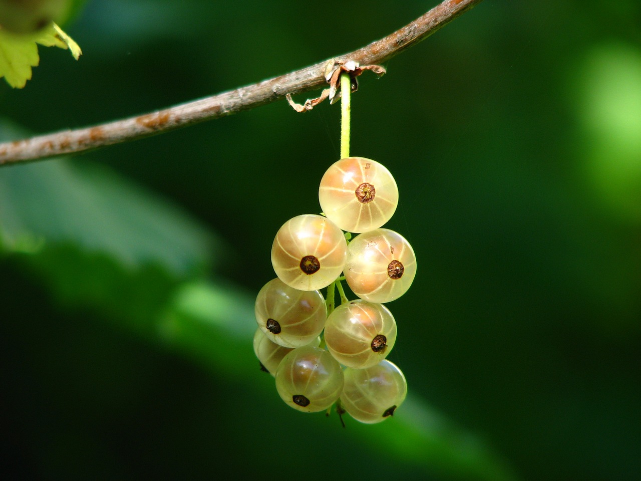 Image - currants berries immature bush